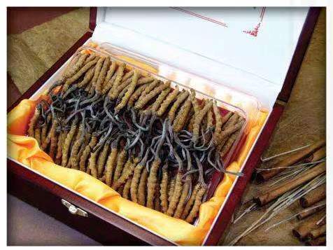 中堂镇冬虫夏草回收